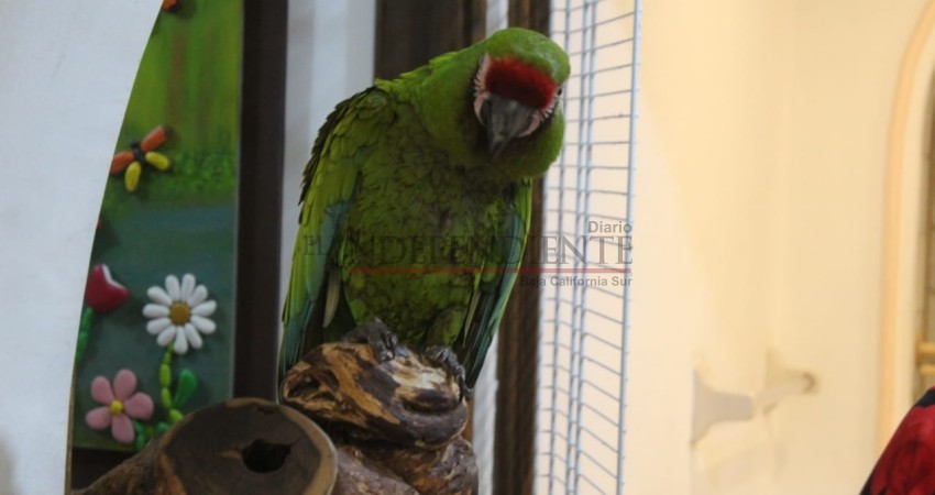 “Guacamaya Lola fue un regalo, no se robó”