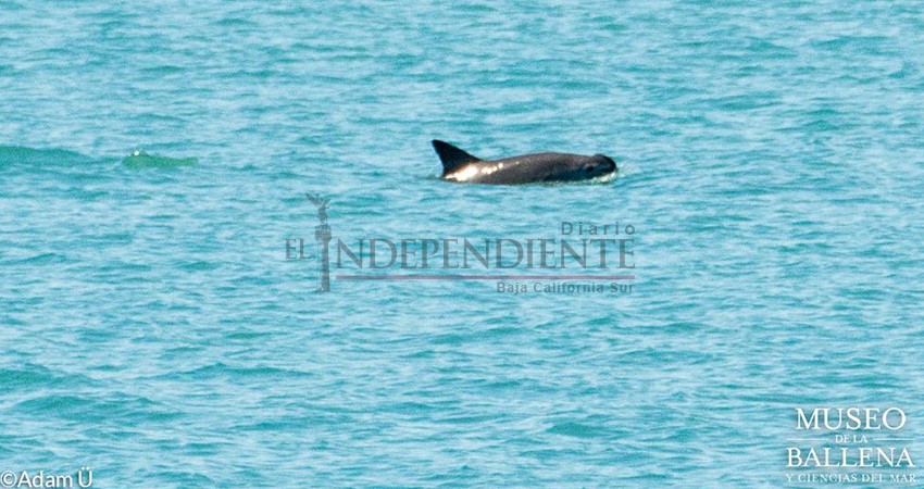 Confirman avistamiento de vaquitas marinas en Golfo de California