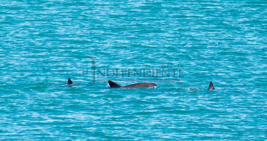 Confirman avistamiento de vaquitas marinas en Golfo de California