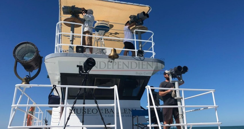 Confirman avistamiento de vaquitas marinas en Golfo de California