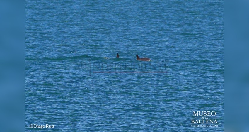 Confirman avistamiento de vaquitas marinas en Golfo de California