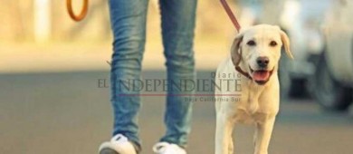Presentarán propuesta de Ley para controlar y sancionar paseo de mascotas