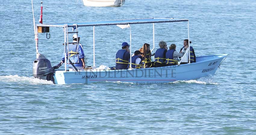 Reportan reducción de visitas al tiburón ballena en La Paz