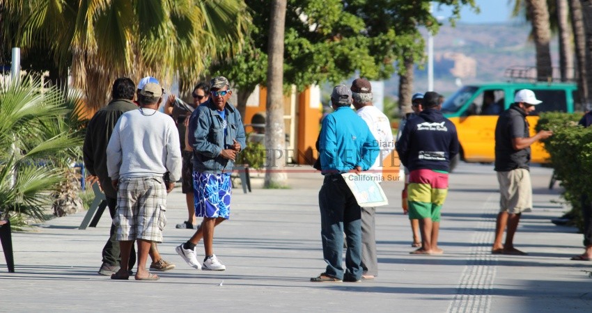 Reportan reducción de visitas al tiburón ballena en La Paz