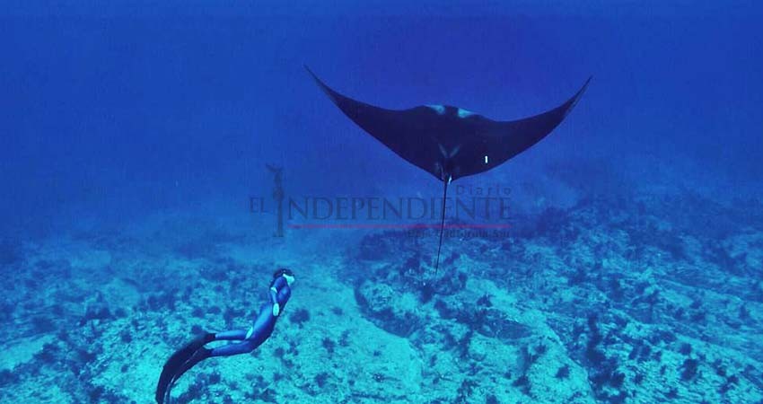 Después de 15 años, mantarrayas gigantes regresaron a BCS