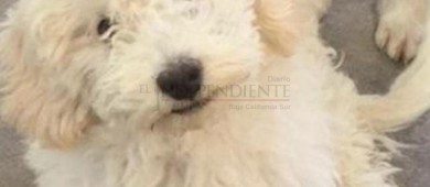 Ciudadana de La Paz denuncia asesinato de su mascota; población exige justicia