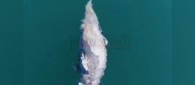 Localizan a La primer Vaquita Marina muerta de este 2019