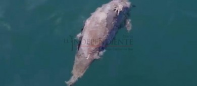 Localizan a La primer Vaquita Marina muerta de este 2019