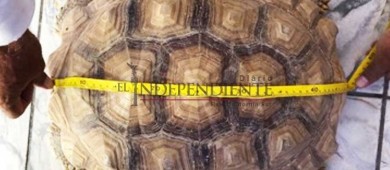 Asegura Profepa 3 tortugas sulcatas en el Aeropuerto Internacional de La Paz