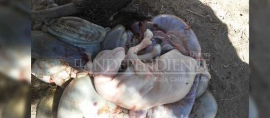 Reaparece El Chupacabras en Palo Bola, denuncian ciudadanos