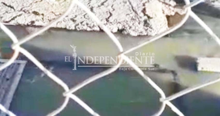 Peligra salud pública por derrames de aguas negras en Cabo San Lucas  