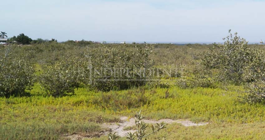 Sirve manglar del Conchalito de La Paz como tiradero y pista “motocross”