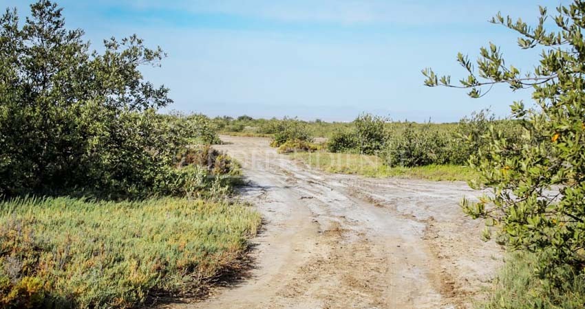 Harán un parque ecológico del manglar El Conchalito 