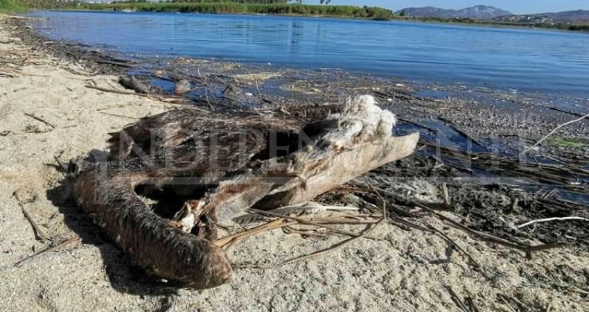 Reportan mortandad de pelícanos en el estero de San José del Cabo 