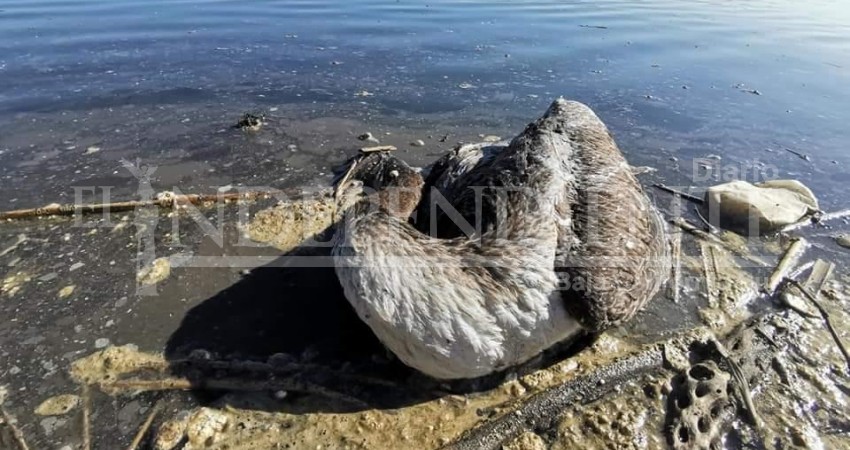 Reportan mortandad de pelícanos en el estero de San José del Cabo 