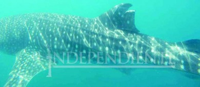 Denuncia PROFEPA a prestador de servicio turístico por herir a Tiburón Ballena en La Paz