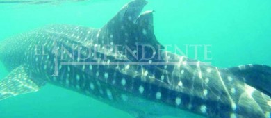 Denuncia PROFEPA a prestador de servicio turístico por herir a Tiburón Ballena en La Paz