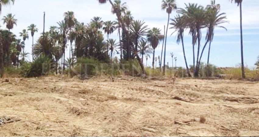 Denuncian tala indiscriminada de palmares en el Estero josefino