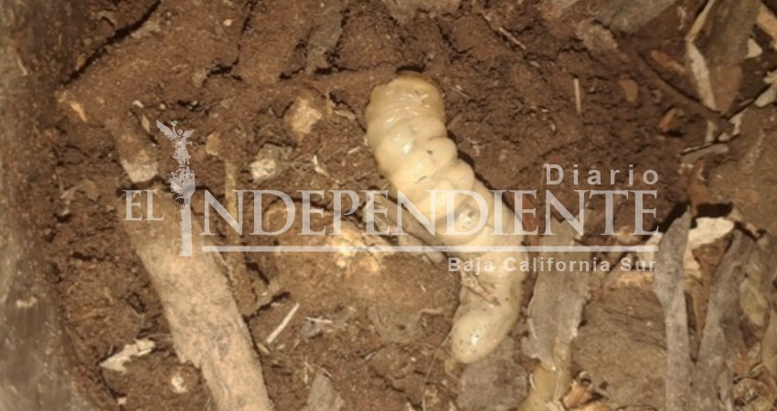 Advierten sobre una especie de larva que está acabando con el palmar de Mulegé