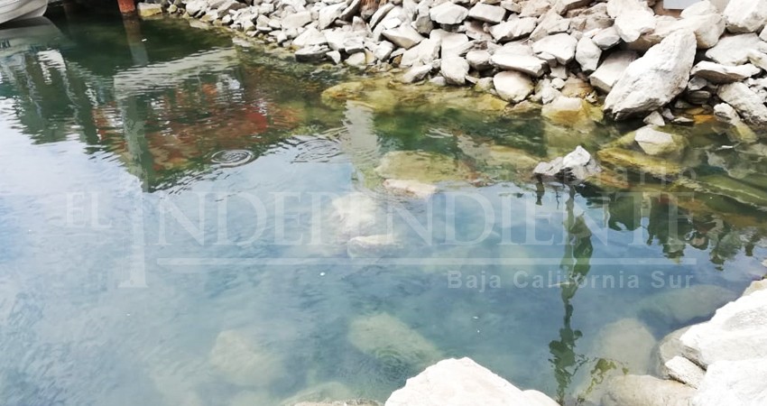 Aguas negras dañan espejo de agua de la Marina de CSL