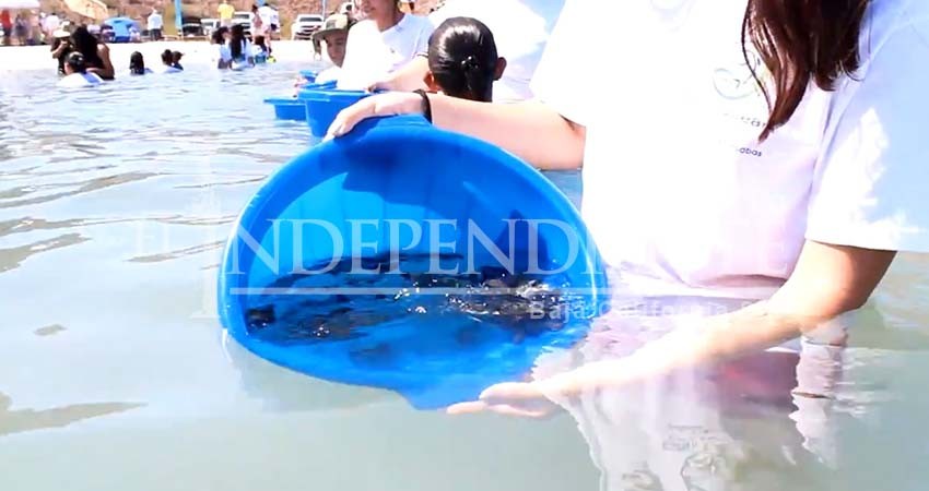 Liberan más de 40 mil crías de totoaba en Baja California Sur