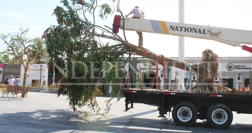 Colocan tabachin en lugar del ficus que tenía 60 años en la Plaza Mijares