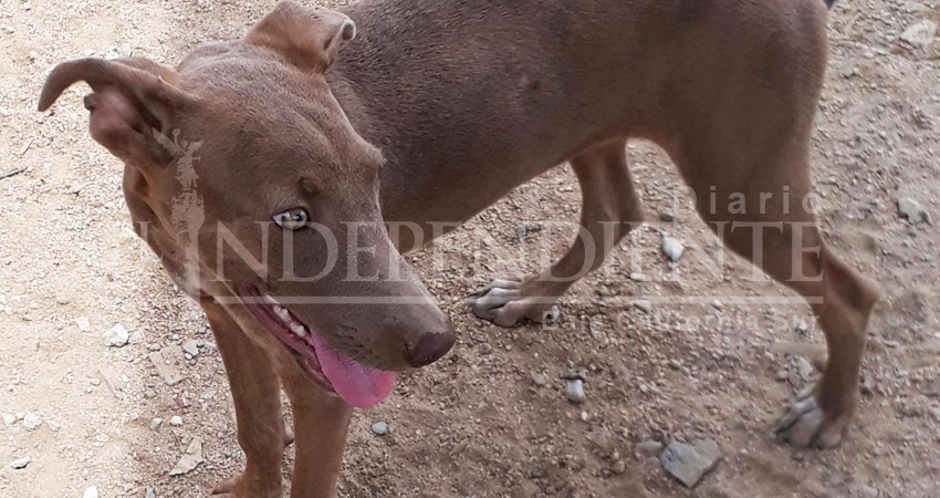 Llevo quince años como rescatista de animales y siete años con el “Proyecto Cuatro Patas”: Fundadora  