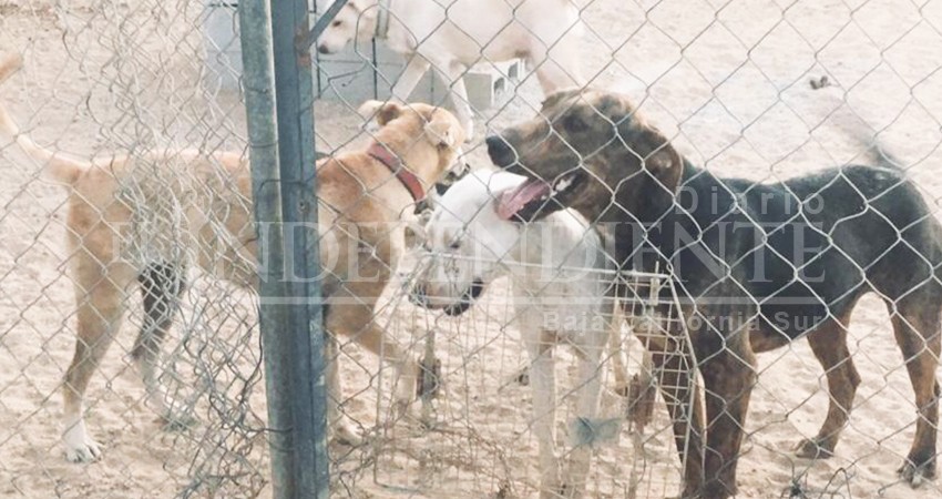 Llevo quince años como rescatista de animales y siete años con el “Proyecto Cuatro Patas”: Fundadora  