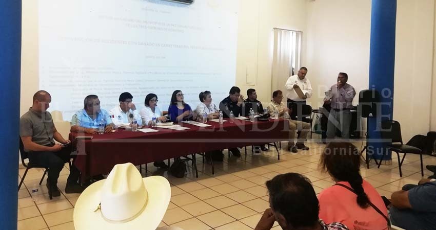 Ganaderos de La Paz acusan a la SCT del problema de ganado atropellado