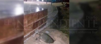 DE NUEVO.. una tortuga anida en el malecón de La Paz