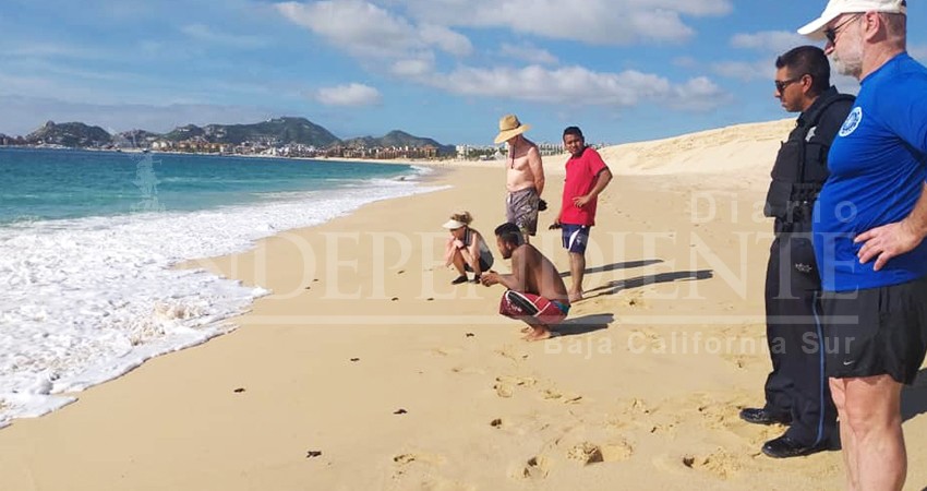 Sorprenden a bañistas de playa El Médano decenas de tortugas recién nacidas