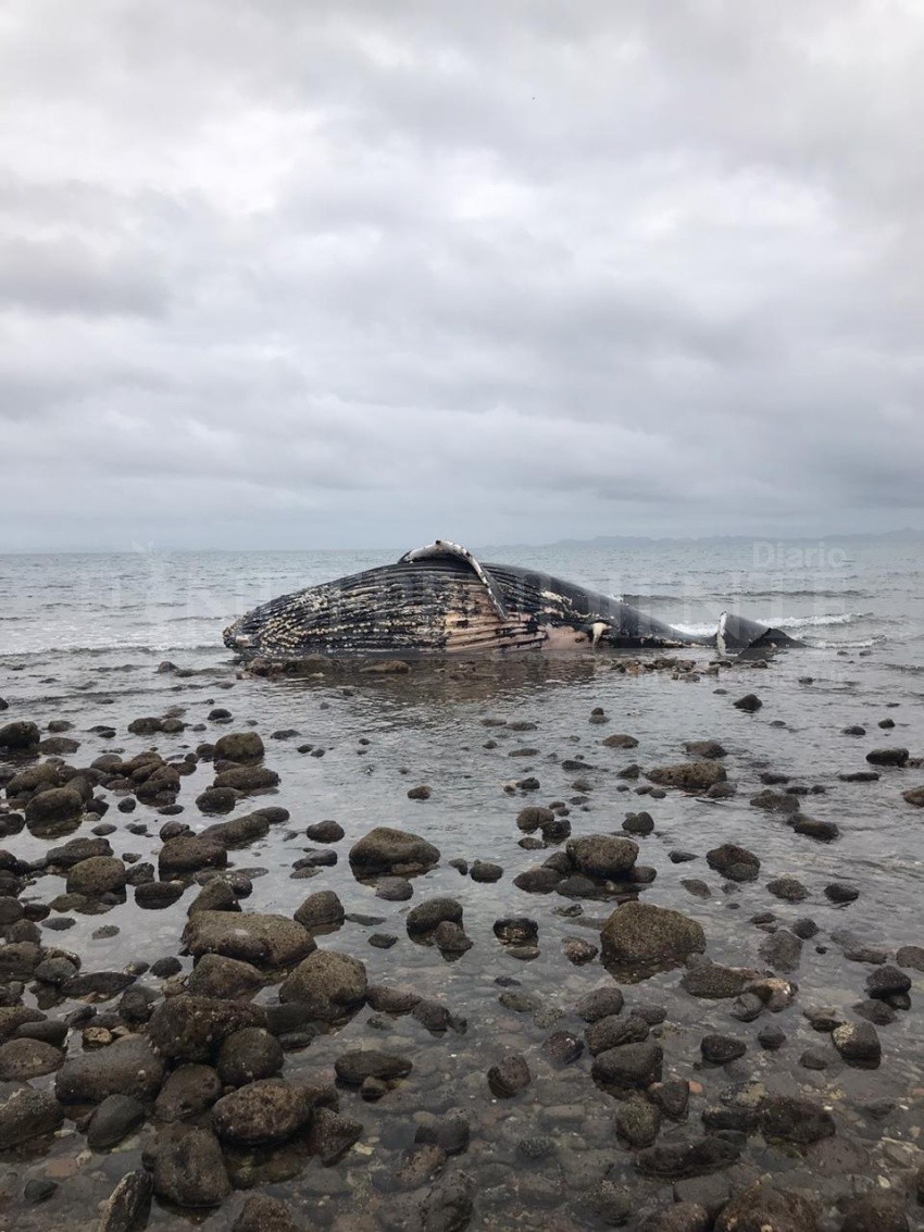 Localizan una ballena varada en afrenta a playas de El Mogote