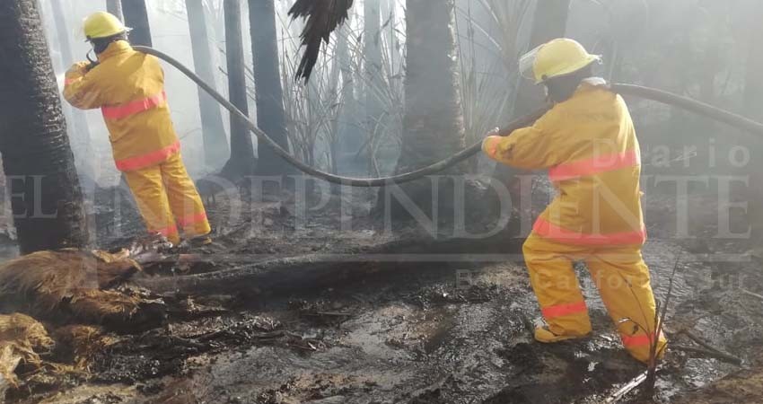 Voraz incendio consume pastizales y palapas en zona turística de CSL