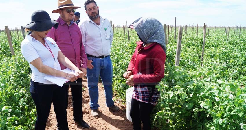 Trabajadores agrícolas de Comondú laboran y viven en condiciones inhumanas 