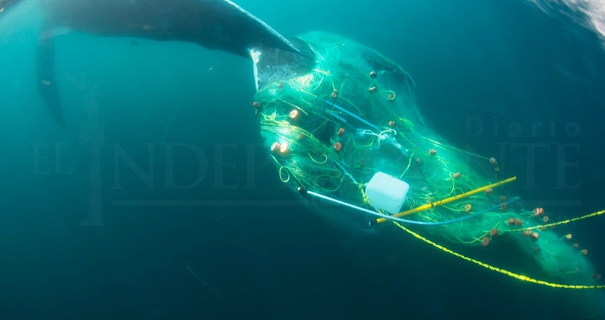 En alerta Raben en el Pacífico Mexicano por ballena enmallada ubicada en Los Cabos