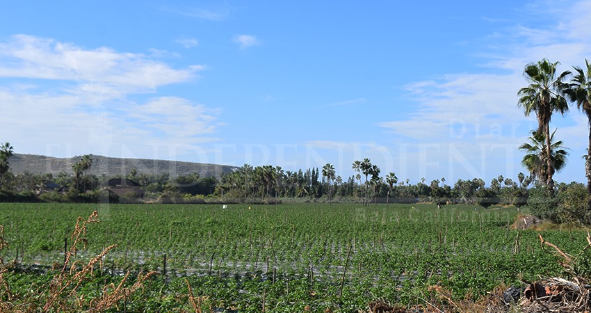 Protestan familias de Todos Santos contra pesticidas cerca de sus escuelas