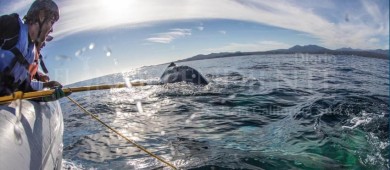 Auxilian a  ballena enmallada frente a costas de Los Cabos