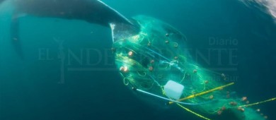Auxilian a  ballena enmallada frente a costas de Los Cabos