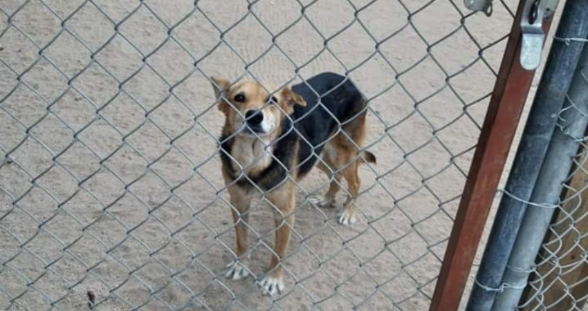 Durante junio fueron dados en adopción cinco perros por parte del CEMAC
