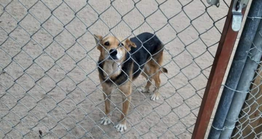 Durante junio fueron dados en adopción cinco perros por parte del CEMAC