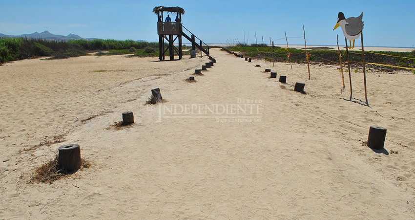 Vehículos todo-terreno están destruyendo nidos de Gallito Marino 