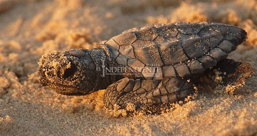 Tras 20 años, cierra campamento tortuguero en SJC: culpan al director municipal de Ecología 