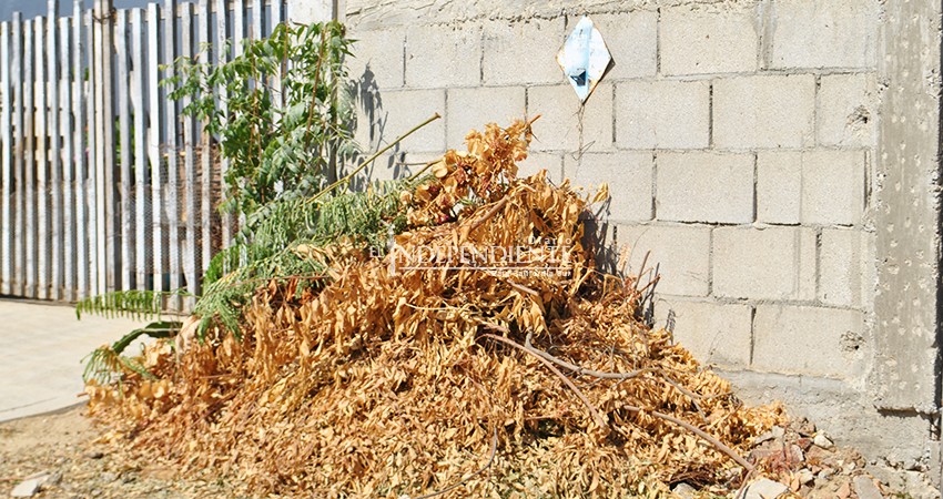 Piden vecinos de la colonia Ejidal retiro de ramas y cacharros  