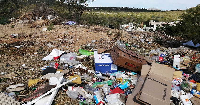 Insectos invaden colonias para falta de recolección de basura en CSL