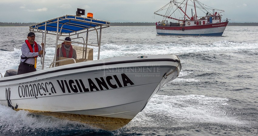 Senado pide comparecencia de Conapesca; acusan a delegado en BCS de proselitismo con programas federales