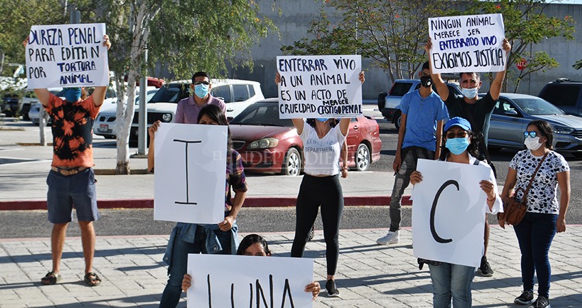 Exigen justicia para “Luna”, una perrita que fue enterrada viva 