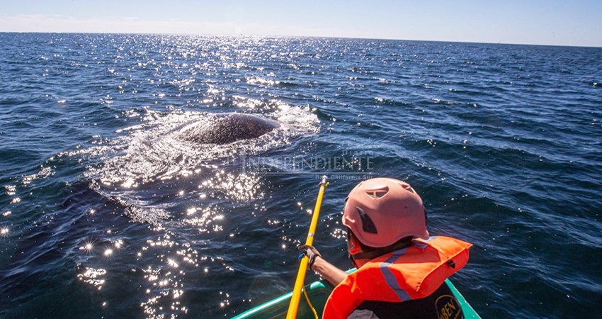  Rescata a ballena atrapada en redes de pesca  