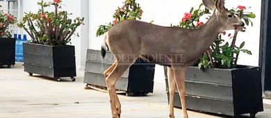 Venado merodea en la zona urbana de CSL