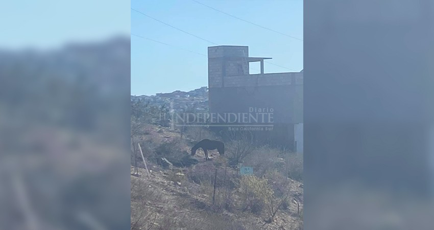 Denuncian maltrato animal contra un caballo en SJC 