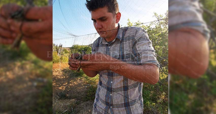 Estudiante de la UABCS recibe beca para certificarse como anillador científico de aves